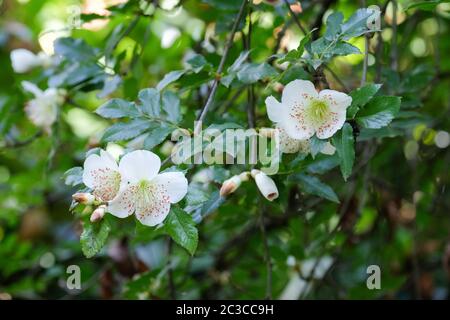 Fiori bianchi a tazza aperta di eucryphia glutinosa, cespuglio o nirrhe Foto Stock