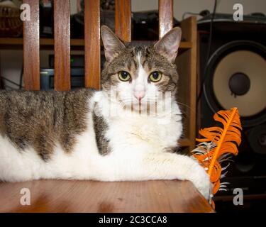 Ritratto di un gatto a strisce grigie e bianche che si rilassa sulla sedia Foto Stock