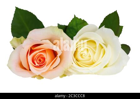 Due meravigliose Rose (Rosaceae), bianche, biancastre e arancioni. Isolato su sfondo bianco, incluso il tracciato di ritaglio e senza ombra. Germania Foto Stock