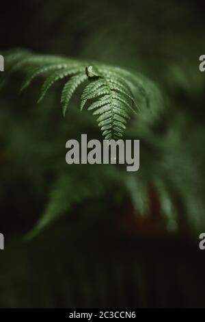 Gocce d'acqua su foglie di felce verdi. Mattina rugiada su rami di pianta Foto Stock
