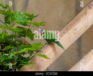 Lorikeet di cocco seduto su una tavola di legno Foto Stock