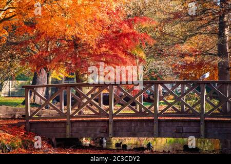 Waterhouse Woodland Garden a Bushy Park con scena autunnale a Londra Foto Stock