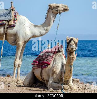 Ritratto di due cammelli sulla costa del mare in Egitto Dahab Sinai Sud Foto Stock