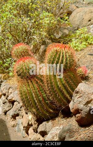 Fuoco messicano Barrel Cactus nome latino Ferocactus staesii Foto Stock