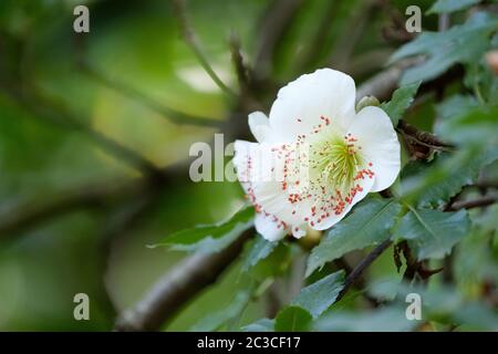 Fiori bianchi a tazza aperta di eucryphia glutinosa, cespuglio o nirrhe Foto Stock