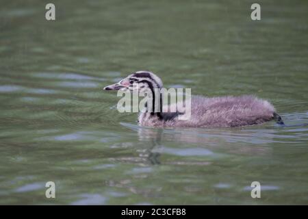 Grande grebe 'Podiceps cristate' uccello giovane Foto Stock