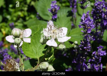 Macro primo piano di fiori rosa bianchi di mora (rubus) e gemme nella lavanda (fuoco sul centro) Foto Stock