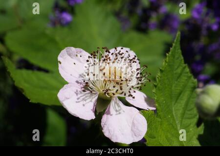 Macro primo piano di un fiore rosa bianco isolato di blackberry (rubus) e gemme nella lavanda Bush (fuoco sul centro) Foto Stock