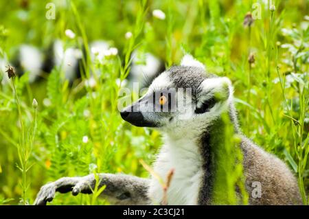 Ritratto animale di un lemur, con coda ad anello (catta di Lemur). Foto Stock