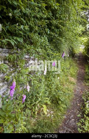 Foxguants che cresce accanto ad un sentiero pubblico isolato per la chiesa nel villaggio di Cotswold di Duntisbourne Rouse, Gloucestershire Regno Unito Foto Stock