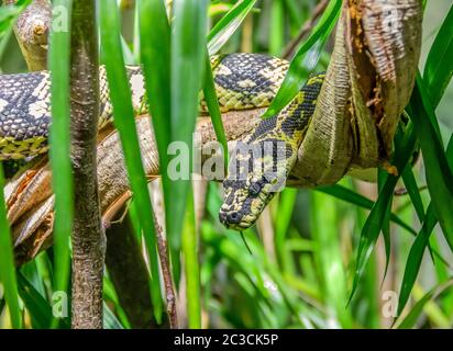 Jungle carpet python in ambiente naturale Foto Stock