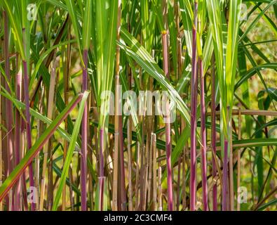 Full frame piante stalky closeup Foto Stock