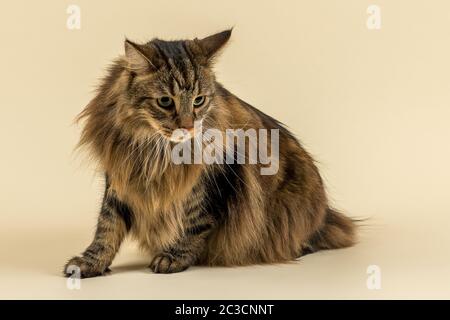 Norwegische Waldkatze (Felis silvestris catus), Tierportrait, Kater, sitzend, 7 Jahre, Farbe Black Tabby Classic Foto Stock