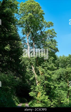 Acero Sycamore (Acer pseudoplatanus) su un sentiero nella Foresta Turingia Foto Stock