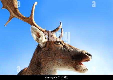 La testa di un daino con corna con aperta bocca contro il cielo blu Foto Stock