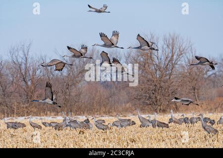 Sandhill Cranes decollo da un campo agricolo vicino al fiume Platte vicino a Kearney, Nebraska Foto Stock