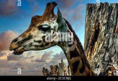 Giraffe (Giraffa) è un mammifero africano di artiodattile, il più alto animale terrestre vivente e il più grande ruminante Foto Stock