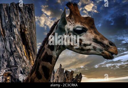 Giraffe (Giraffa) è un mammifero africano di artiodattile, il più alto animale terrestre vivente e il più grande ruminante Foto Stock