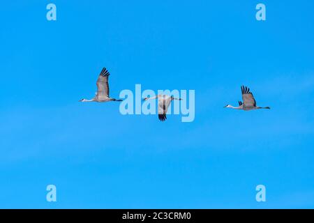 Gruppo di gru di Sandhill in volo vicino al fiume Platte vicino a Kearney, Nebraska Foto Stock