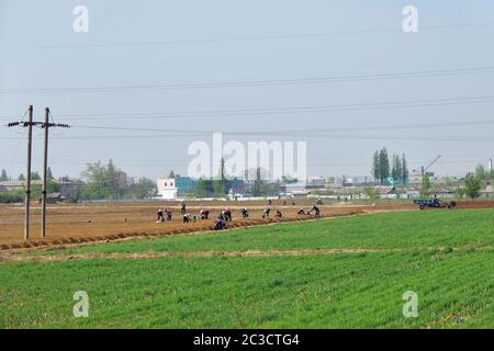 Kaesong, Corea del Nord - 5 maggio 2019: I contadini coltivano un terreno agricolo. Sobborgo di Kaesong sullo sfondo Foto Stock