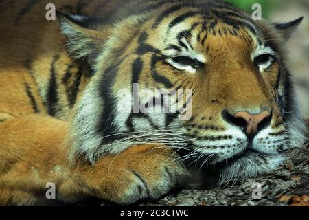 Usti nad Labem, Repubblica Ceca. 19 giugno 2020. Due anni fa, una tigre malese chiamata Bulan Yawns all'interno del suo recinto presso lo zoo di Usti nad Labem. Maschio Bulan nato allo Zoo di Praga. Nella lingua malese, la tigre si chiama harimau. La tigre malese è l'animale nazionale della Malesia. Credit: Slavek Ruta/ZUMA Wire/Alamy Live News Foto Stock