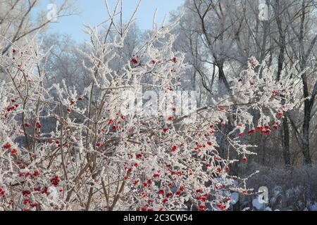 Ramoscelli di albero coperto di rombo-gelo, DOF poco profondo Foto Stock