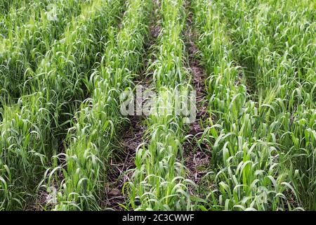File di orzo giovane che cresce in file in un campo. Foto Stock