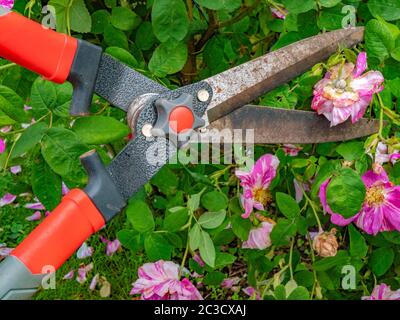 Primo piano di un paio di cesoie potatrici appena circa per tagliare un rosa morto e bianco fiore di rosa da un cespuglio verde all'esterno, come i nuovi fiori crescono attraverso. Foto Stock