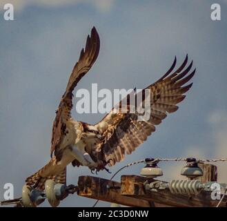 Osprey prendere una pausa dalla ricerca di pesce nel vicino fiume trova un buon punto panoramico in cima al polo di potere. Foto Stock