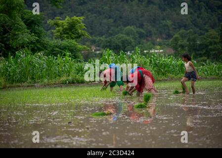 Lalitpur, Nepal. 19 giugno 2020. Le donne nepalesi piantano piantine di riso in un campo di risaia.mentre il pre-monsone comincia in Nepal, gli agricoltori hanno cominciato a piantare riso ai campi sul bordo esterno della valle di Kathmandu. Credit: SOPA Images Limited/Alamy Live News Foto Stock