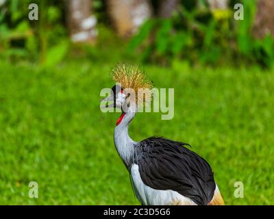 Grey Crowned Crane nell isola di Bali Indonesia Foto Stock