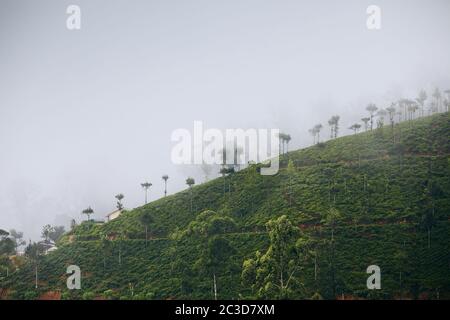 Piantagioni di tè in nebbia misteriosa. Paesaggio agricolo vicino Haputale in Sri Lanka. Foto Stock