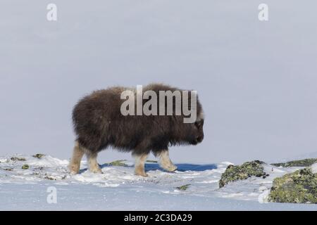 Muskox vitello (Ovibos moschatus) che fa la foraggio sulla tundra innevata in inverno, Dovrefjell–Sunndalsfjella National Park, Norvegia Foto Stock