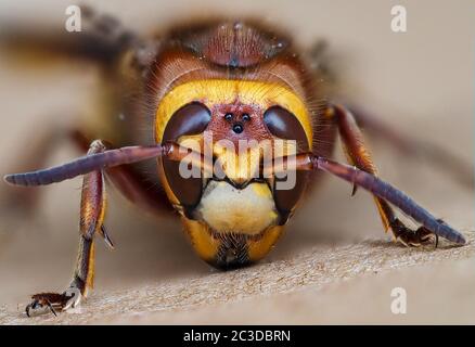 Volto di una regina vespa crabro cornetto europeo che mostra gli occhi composti 'split screen' e tre ocelli o occhi semplici - Avon UK Foto Stock