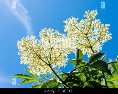 Sambucco nigra fiori in tarda primavera - Somerset UK Foto Stock