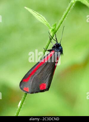 Falesia cinabra Tyria jacobaeae con ali annoiato in un giorno nuvoloso - Somerset UK Foto Stock