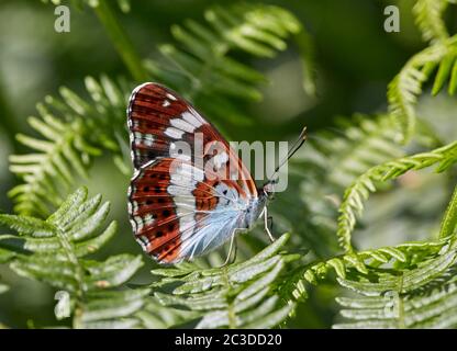 Ammiraglio bianco arroccato su bracken. Bookham Commons, Surrey, Inghilterra. Foto Stock