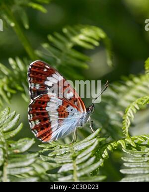 Ammiraglio bianco arroccato su bracken. Bookham Commons, Surrey, Inghilterra. Foto Stock