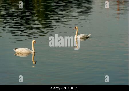 Mute cigni (Cygnus olor) nuotare su un lago nella città di Strasburgo, Alsazia nella Francia orientale. Foto Stock
