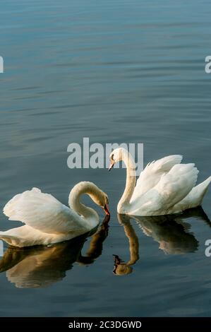 Mute cigni (Cygnus olor) nuotare su un lago nella città di Strasburgo, Alsazia nella Francia orientale. Foto Stock