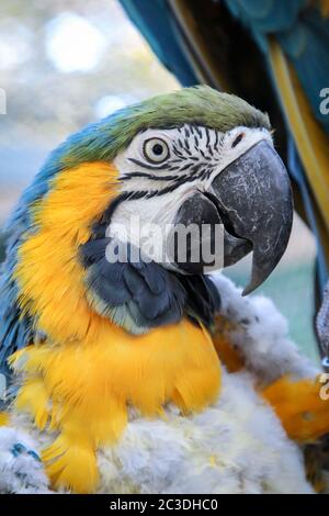 Ritratto di un macaw nel molt Foto Stock