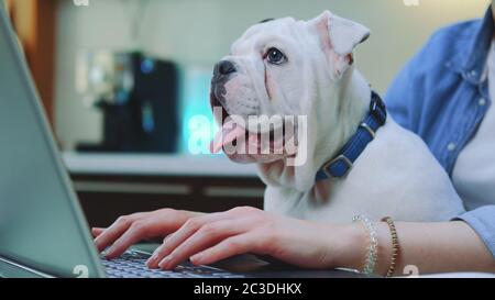 Donna che lavora a distanza sul computer con cucciolo di bulldog sulle ginocchia, seduto in cucina a casa. Foto Stock