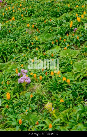 Rosa Anisotome latifolia (Campbell Island Carrot) e giallo Bulbinella rossii fiori, comunemente noto come il giglio di Ross (subantartic megaherb), su CA Foto Stock