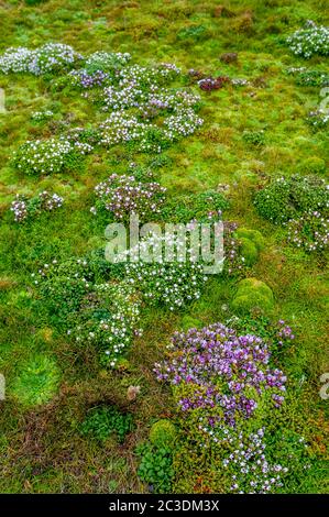 Enderby Island Gentian (Gentiana concinna) sull'isola di Enderby, un'isola sub-antartica nell'arcipelago delle isole di Auckland, Nuova Zelanda. Foto Stock