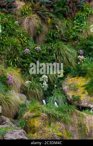 Pinguini delle Montagne Rocciose orientali (Eudyptes chrysopcome filholi) nelle scogliere lungo la costa di Campbell Island, un'isola sub-antartica nel Campbell Foto Stock