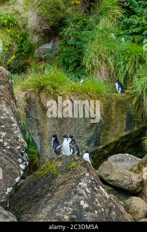 Pinguini delle Montagne Rocciose orientali (Eudyptes chrysopcome filholi) nelle scogliere lungo la costa di Campbell Island, un'isola sub-antartica nel Campbell Foto Stock