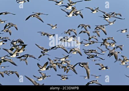 Barnacle Geese durante la migrazione / Branta leucopsis Foto Stock
