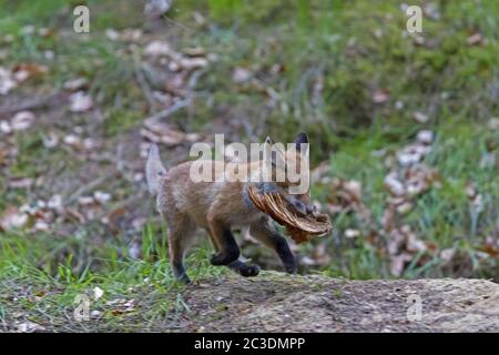 Kit Red Fox con ala di pollo Foto Stock