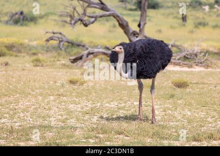 Struzzo, nel Kalahari,Sud Africa wildlife safari Foto Stock