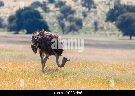 Struzzo, nel Kalahari,Sud Africa wildlife safari Foto Stock